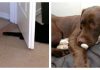 These Cats Prove That Failure IS An Option For A Cat, And It’s Hilarious!