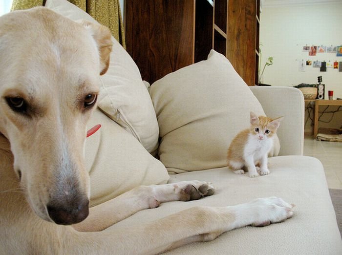 Pictures Of Cats And Dogs Photobombing Each Other Photobombs with animals are even funnier than those with people. ©Exclusivepix Media