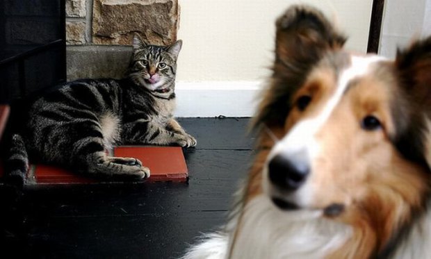 Pictures Of Cats And Dogs Photobombing Each Other Photobombs with animals are even funnier than those with people. ©Exclusivepix Media