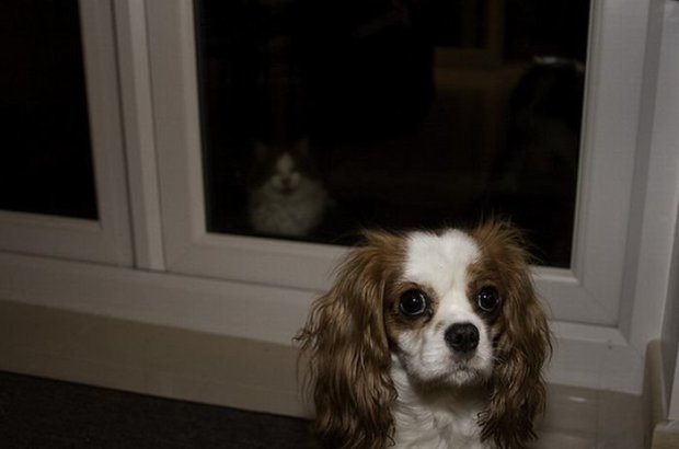 Pictures Of Cats And Dogs Photobombing Each Other Photobombs with animals are even funnier than those with people. ©Exclusivepix Media