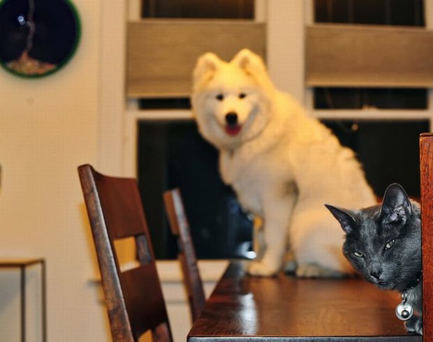 Pictures Of Cats And Dogs Photobombing Each Other Photobombs with animals are even funnier than those with people. ©Exclusivepix Media