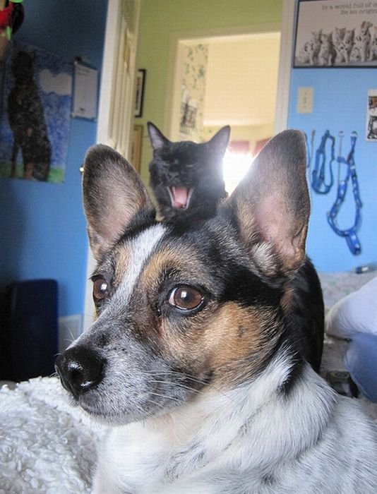 Pictures Of Cats And Dogs Photobombing Each Other Photobombs with animals are even funnier than those with people. ©Exclusivepix Media