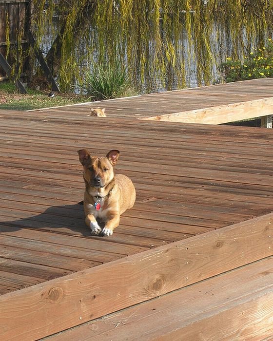 Pictures Of Cats And Dogs Photobombing Each Other Photobombs with animals are even funnier than those with people. ©Exclusivepix Media