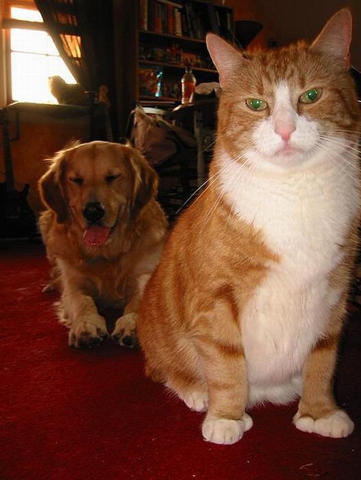 Pictures Of Cats And Dogs Photobombing Each Other Photobombs with animals are even funnier than those with people. ©Exclusivepix Media