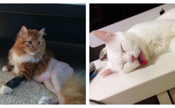 21 Cats Who Sum Up How You Feel When It's Really Hot Outside