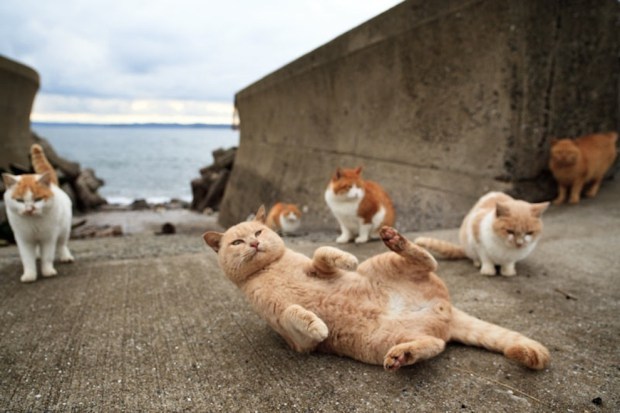 japan-cat-island-03