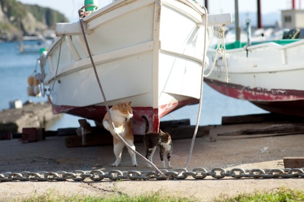 japan-cat-island-11