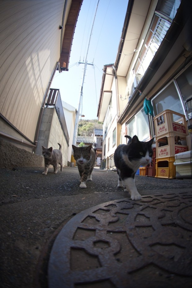 japan-cat-island-13