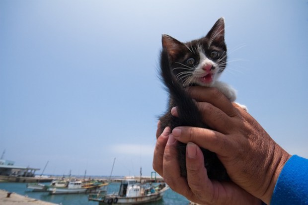 japan-cat-island-15