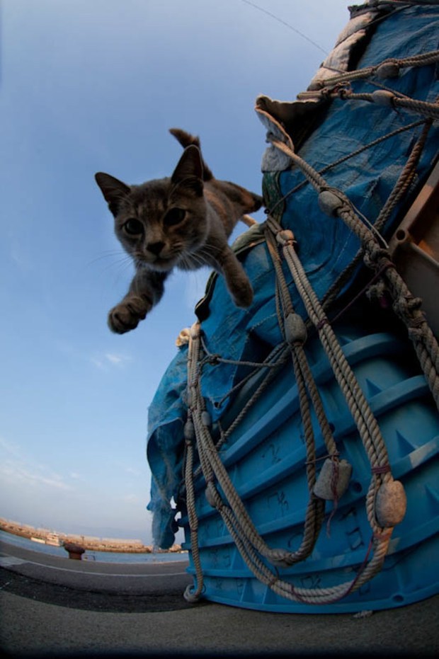 japan-cat-island-17