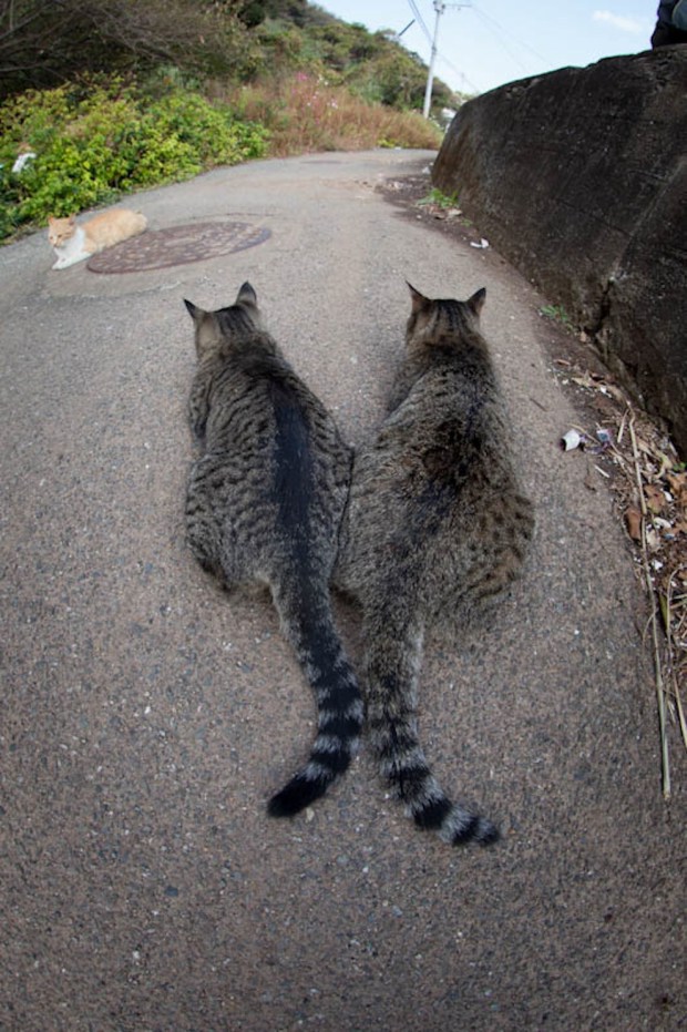 japan-cat-island-19