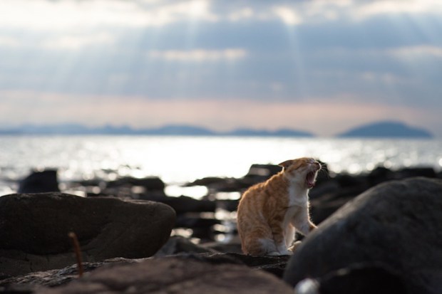 japan-cat-island-23