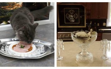 15 Cats That Are Living A Better Life Than Yours