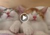 Adorable Kitten Twins Love To Sleep Side By Side