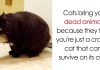 10+ Amazing Cat Facts That You Probably Didn’t Know