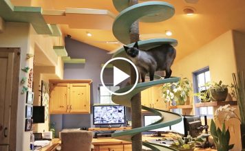 Man Turns His House Into Indoor Cat Playland
