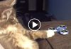 Oh Great! Now Cats Are Obsessed With Fidget Spinners…
