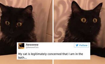 15 Hilarious Cat Tweets Are The Purrfect Remedy For When You’re Feeling Down
