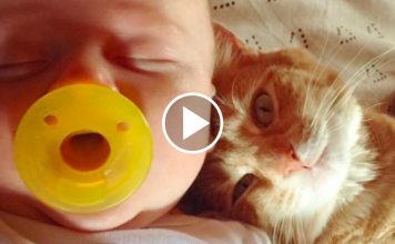 Cat Is Obsessed With Her New Baby Brother