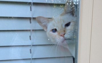 18 Cats Who Had No Idea You’d Be Home So Early