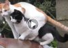Cats Jump at Same Time and Land on Top of Each Other