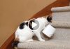 Cats Who Love To Steal Things