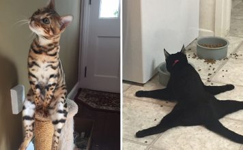15+ Cats That Are Simply Acting Really Weird…