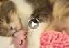 This Kitty Loves Her Bunny So Much That She Cuddles It To Sleep!