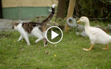 A Momma Cat and Her Yellow, Feathered Kittens