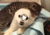 Super Tiny Kitten Loves His Pomeranian
