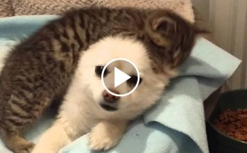 Super Tiny Kitten Loves His Pomeranian