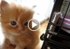 Cute Ginger Kitten Meows For Love And Falls Asleep