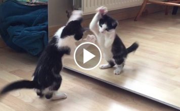 Wiske The Kitten vs The Mirror For The Very First Time!