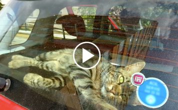 Lonely Street Cat Breaks Into Car To Find A Loving Home
