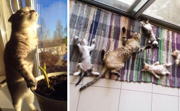 15+ Cats Who Love Sun More Than Anything