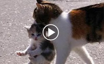 Mama Cats Carrying Their Baby Kittens
