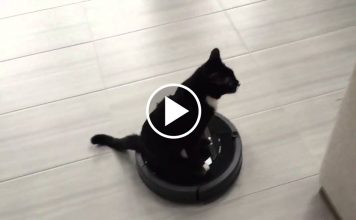 Two-legged Kitten Ditches Tiny Wheelchair For Something Much Better