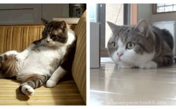 15 Questions Your Cats Are Wondering About Consistently