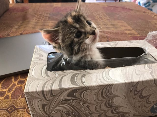 chanel-missing-kitten-kleenex-box-3