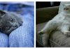 15 Reasons Why Being A Cat Is Better Than Being A Human