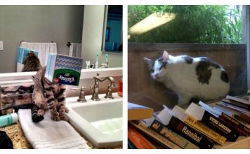 18 Cats That Prove Getting Stuck In Everything Is Completely Inevitable
