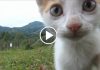 150 Seconds of Kitten Cuteness
