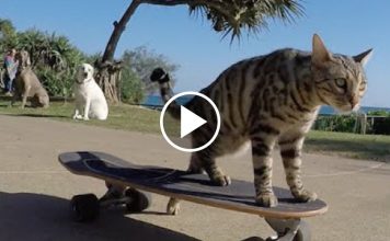 Boomer the Bengal Cat That Free Skates