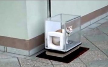 Cat Owner Built His Cat Something Very Ingenious – Watch It In Action