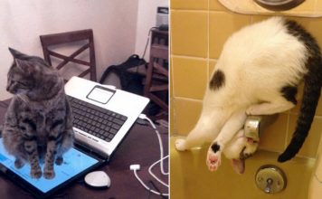 12 Cats Who Are Pros At Resolving Their Own Problems