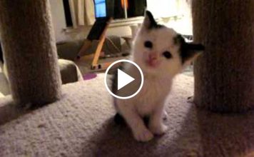 Cowbert Would Like Some Cuddles