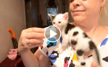 Kitten Scrambles Up Her Foster Mama For Food