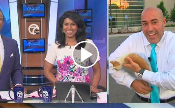 Cute Kitten Crashes Live TV Shot and Steals the Show