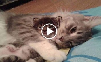 Delightful Kittens Talking and Playing With Their Mama