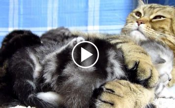 Mama Cat Hugs Her Baby Kitten